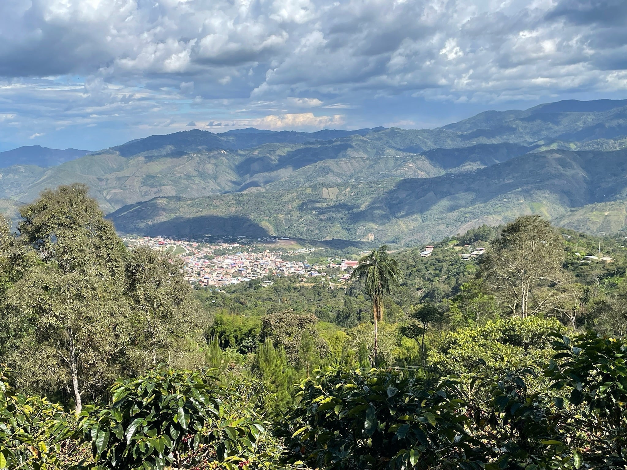 Tasting in Color: How Synesthesia Inspires Our New Blend