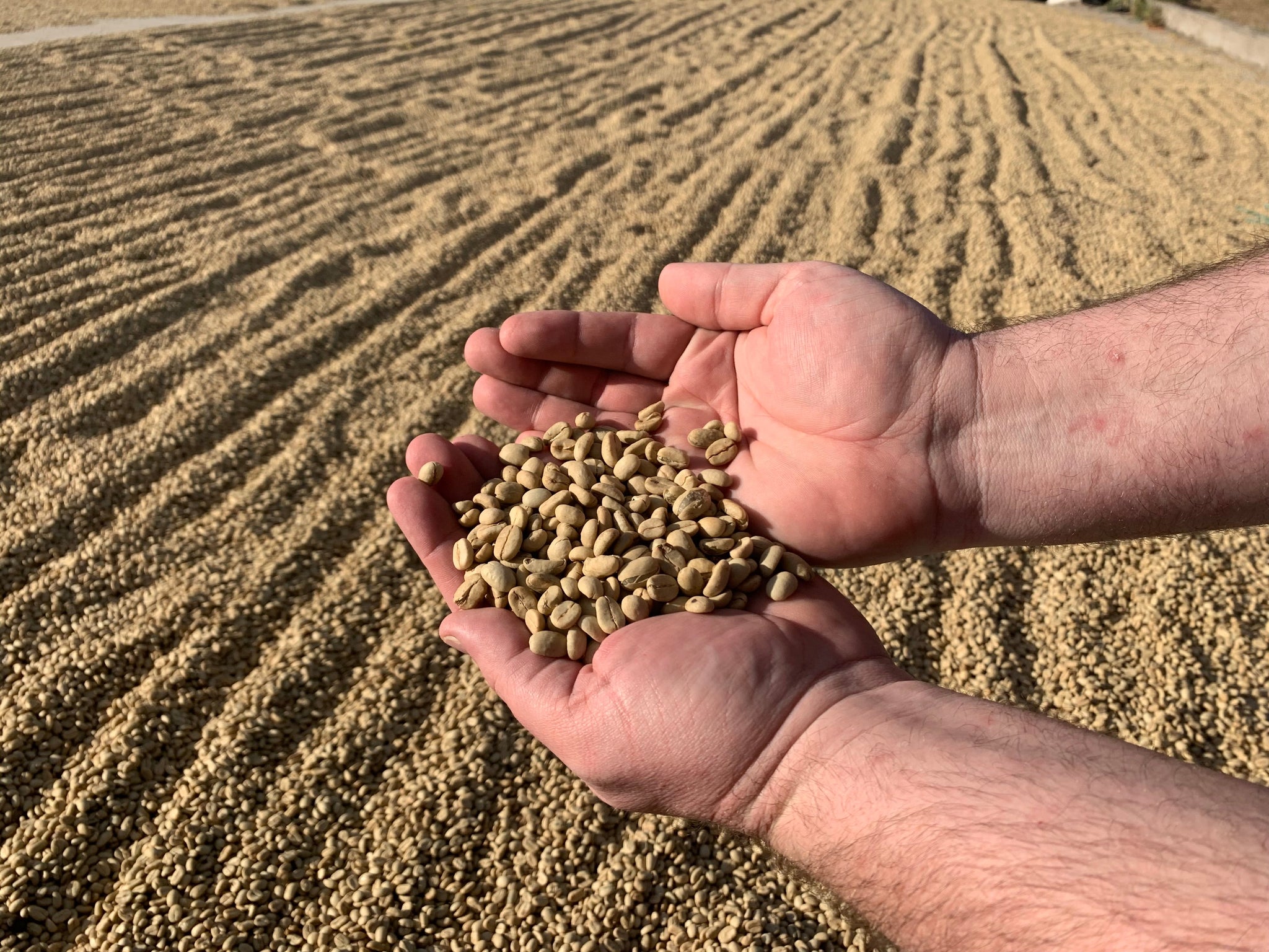 Beyond Java: Exploring the Rich, Warming Coffees of Indonesia