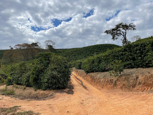 Dirt Roads & Coffee Roots