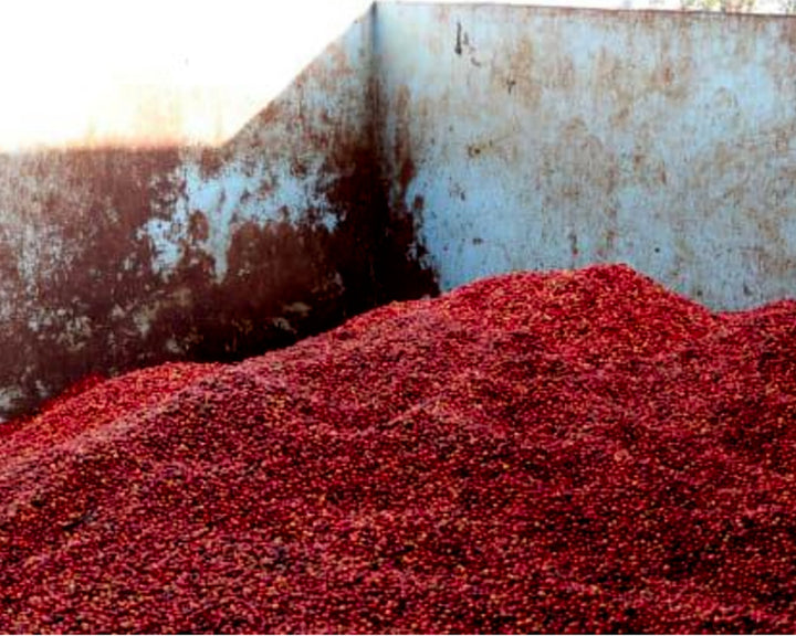 Kenya AA, Embu